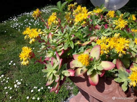 In natura le specie di piante con fiori gialli sono diverse: Pianta grassa dai fiori gialli - Fidelity Foto