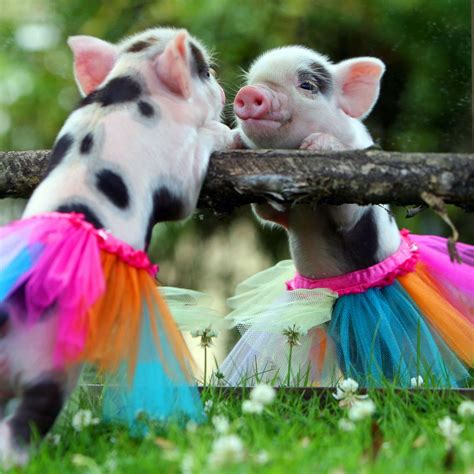 10 Most Adorable Micro Pig Photos Ever Photos Abc News