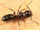 Photos of Carpenter Ants Arizona