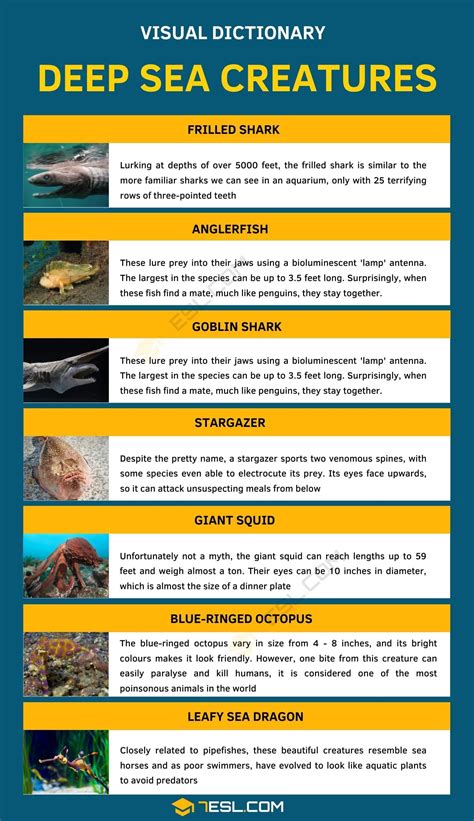 Deep Sea Creatures List With Amazing Facts And Pictures 7esl In 2024