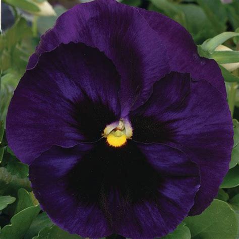 Pansy Matrix Deep Blue Blotch