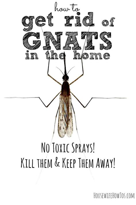 How To Get Rid Of Gnats In Homes