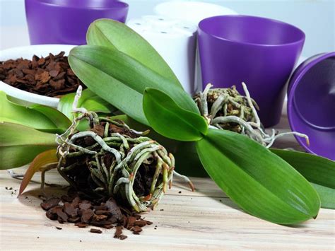 Orchid Potting Mix Types Of Planting Mediums For Orchids