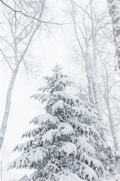 Evergreen Tree Covered In Freshly Fallen Snow By Stocksy Contributor
