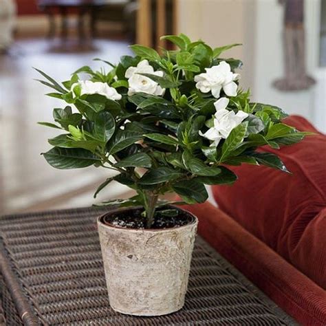 Gardenia Plant Best Indoor Plants That Help You Sleep Popsugar Home