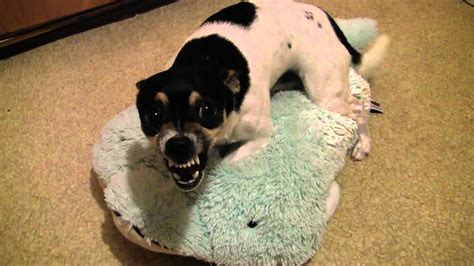 Dream lites pillow pets snuggly puppy. Dog Loves His Pillow Pet Dolphin - YouTube