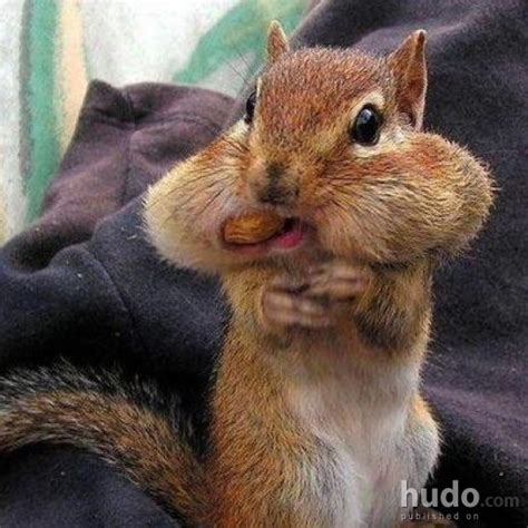 However, lately i've been reading about squirrels causing problems. Squirrel eating | Animals | Posters | Hudo.com