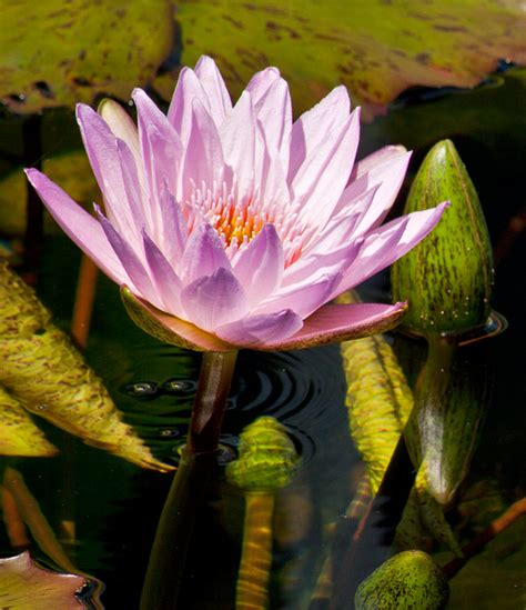Worldview Photography Water Lilies Etc Pink Passion