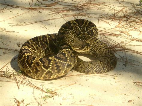 Eastern Diamondback Rattlesnake Outdoor Alabama Rattlesnake