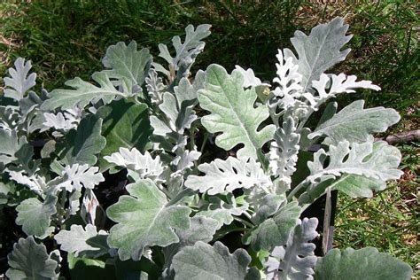 How To Grow And Care For Dusty Miller Trimmed Roots