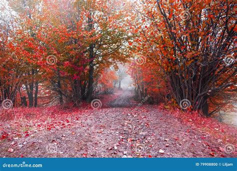 Foggy Road In The Red Autumn Forest Stock Photo Image Of Fall Misty