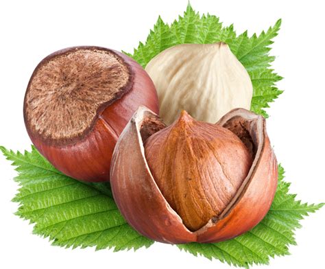 Hazelnut Png Transparent Image Download Size 800x662px