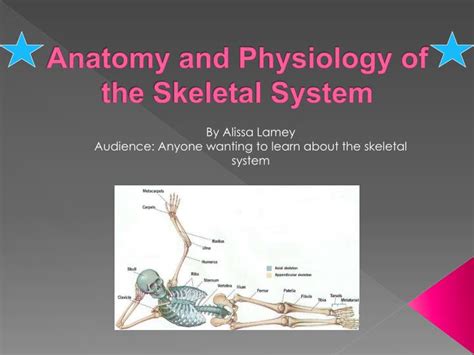 Ppt Anatomy And Physiology Of The Skeletal System Powerpoint