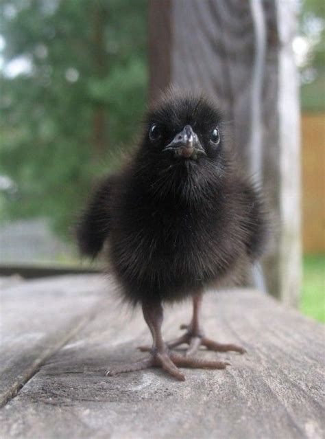 Baby Crow Fluffy Flyers Pinterest Crows And Babies