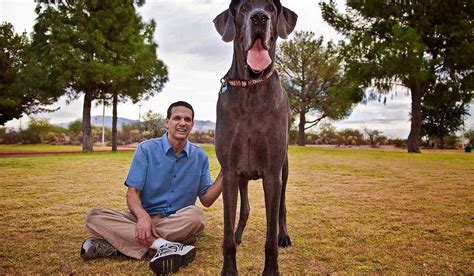 Самая большая собака на свете фото Каталог Фото