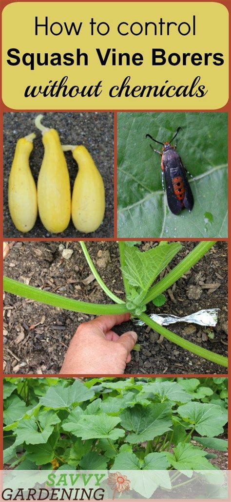 Prevent Squash Vine Borers Organically Organic Gardening Pest Control