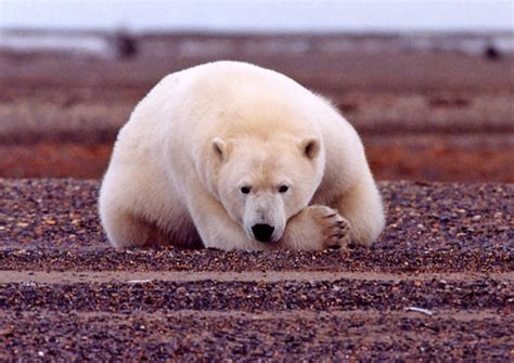 Threatened Polar Bear Ursus Maritimus Photo Credit Susa Flickr