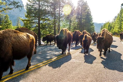 Experience Yellowstone National Park In One Day From Cody Wyoming