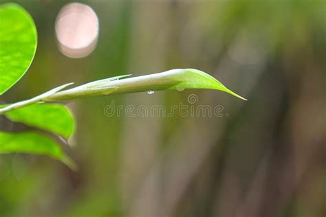 Closeup Nature View Of Green Leaf On Blurred Greenery Background Stock