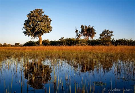 Tubu Tree Camp Tenting On Stilts In The Okavango Delta