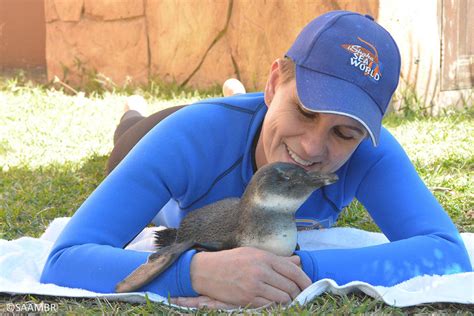One Eyed African Penguin Receives Care From Ushaka Sea