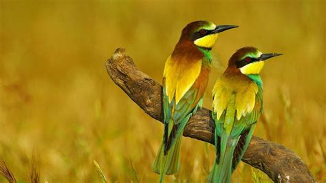 1536x864 Resolution Two Brown And Green Birds Nature Animals Birds