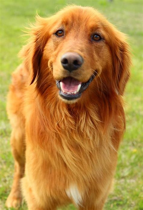 0:30 my golden retriever puppies 1 361 просмотр. Adopt JR on | Golden retriever training, Golden retriever ...