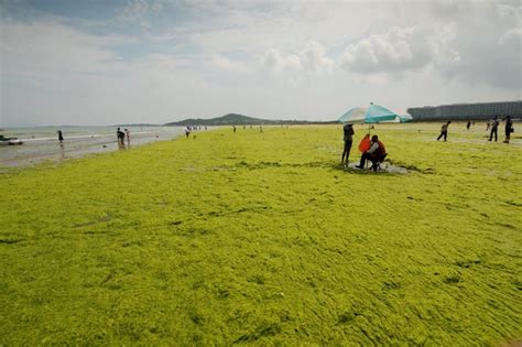 China Has An Algae Beach Pollution Problem