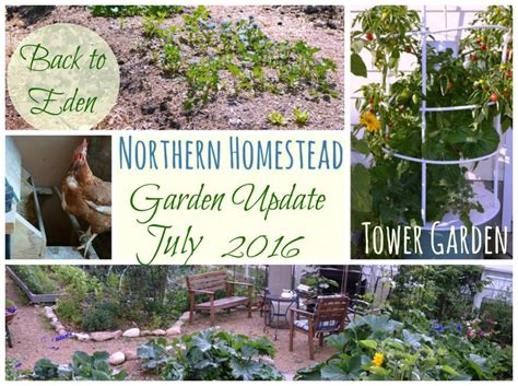 Garden Update July 2016 On Video Northern Homestead
