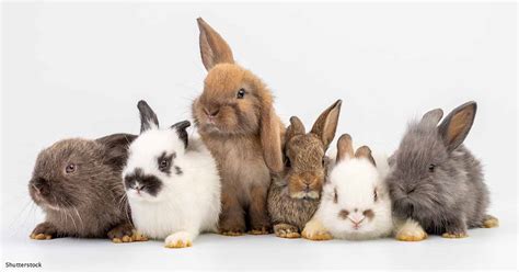 Its All About Rabbits On National Bunny Day