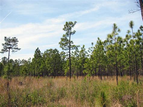 Merry christmas from dixie to everyone tonight. What To Do About Those Alabama Pine Trees | Great Days ...