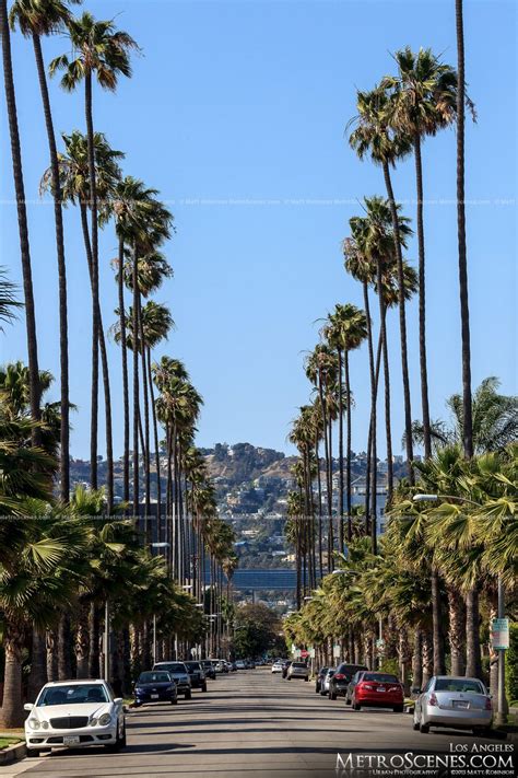 miss the palm trees in L.A | Los angeles wallpaper, California palm