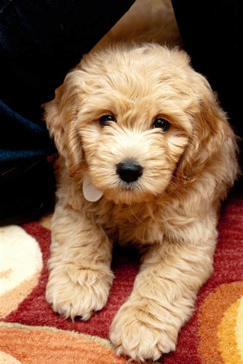 Goldendoodle Sooo Cute Puppy Love Pinterest