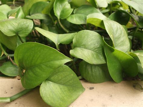 The leaves may even change to a yellow color. Pothos / Epipremnum aureum - Office Plants