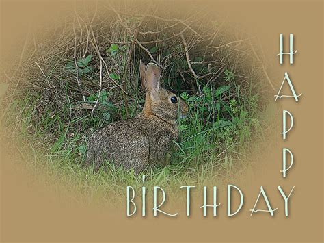 Happy Birthday Greetings Cottontail Rabbit Photograph By Mother Nature