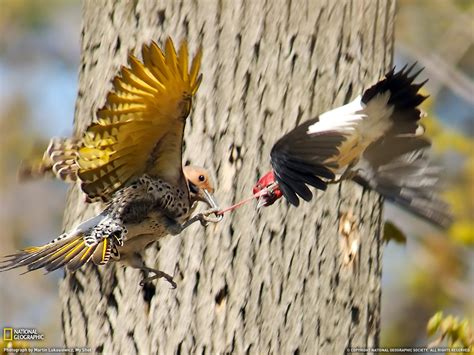 Fight Two Birds Wallpapers And Images Wallpapers Pictures Photos