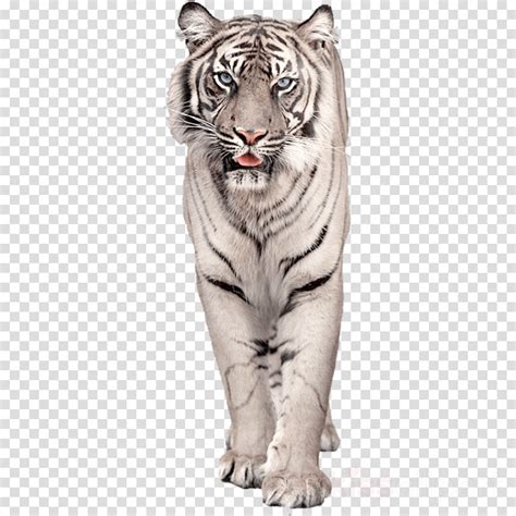 Download White Bengal Tiger Png Clipart Bengal Tiger White Tiger