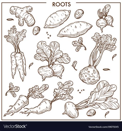 Root Vegetables Sketch Icons Fresh Organic Vector Image