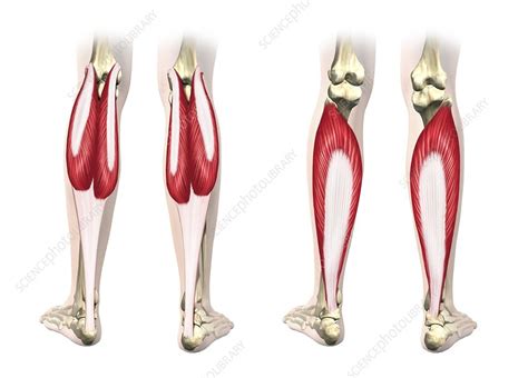 Calf Muscles Artwork Stock Image C0212555 Science Photo Library
