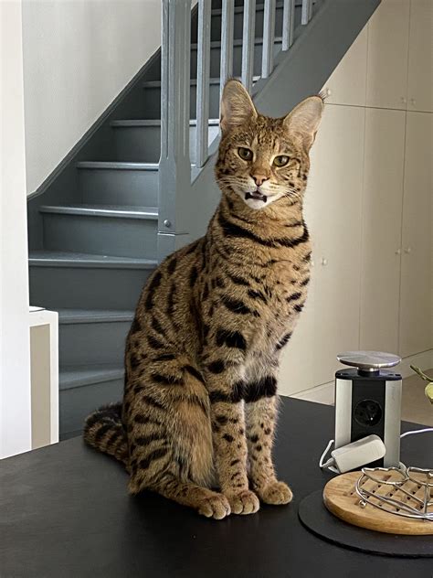 Pictures Of F1 Savannah Cats Cat Bhw