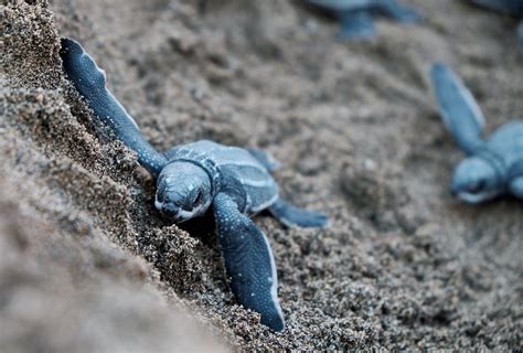 Report All Seven Leatherback Sea Turtle Populations At High Extinction