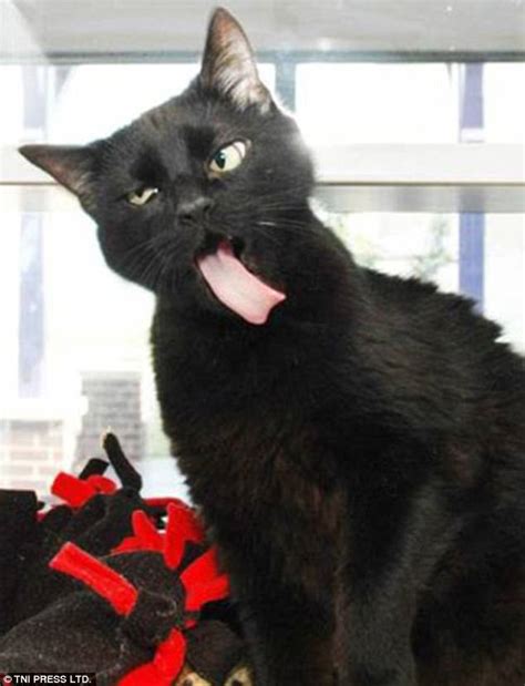 Ugly Cats Are Posted On Purrtacular Website Daily Mail