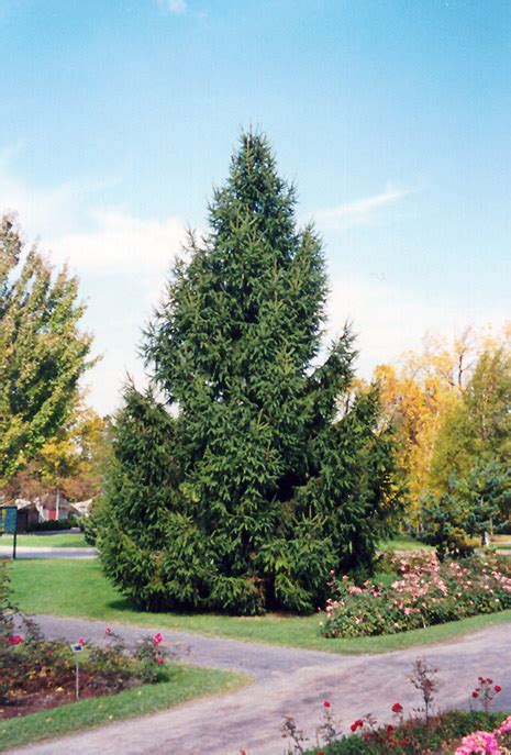I have grown ns both in northern thanks spruce. Norway Spruce (Picea abies) in Naperville Aurora Batavia ...