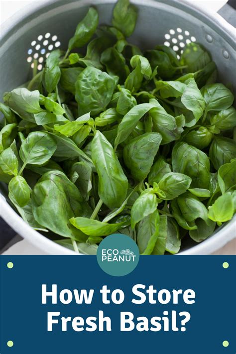 How To Store Fresh Basil And Preserve It For Years Eco Peanut