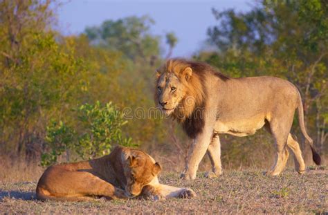 Lion And Lioness Panthera Leo Stock Photo Image Of Coat Panthera