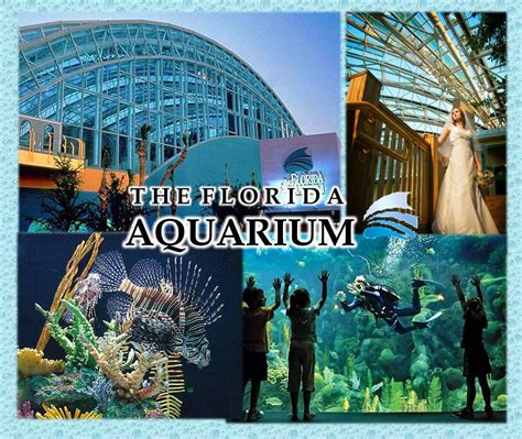 Best Aquarium In Orlando Florida Kenia Lange