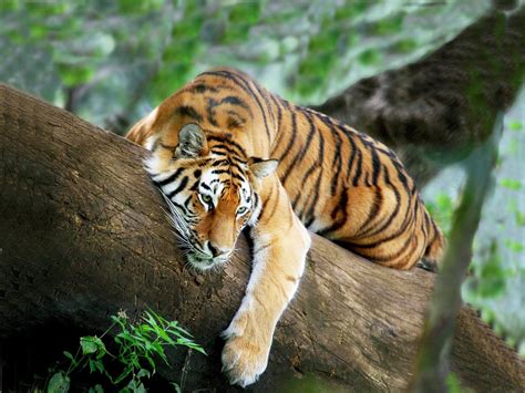 Tiger On A Tree Wallpapers 1600x1200 696361