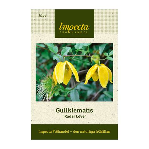 Check spelling or type a new query. Gullklematis 'Radar Love' | Perenner | Clematis tangutica ...