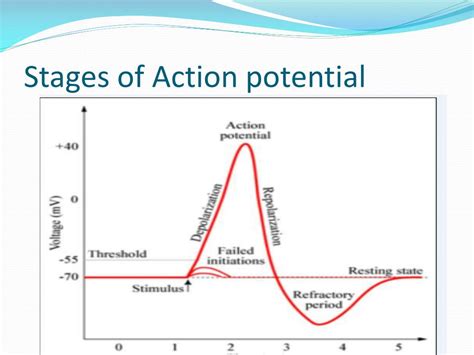 Ppt Resting Membrane Potential And Action Potential Powerpoint