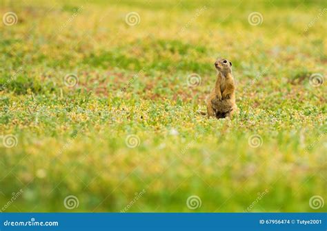 Funny Gopher In Two Feet In Green Field In Summer Stock Photo Image
